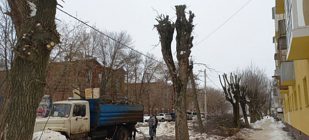 В Иванове рябину и ясень подстригли под клен